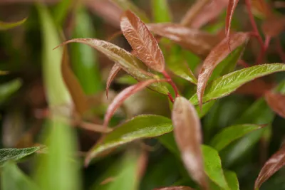 Produktbild von Leucothoe keiskei 'Burning Love', Traubenheide, rot, 20–30 cm