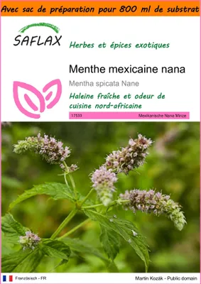 Image de SAFLAX Garden in the bag - Menthe mexicaine nana - 500 graines - Mentha