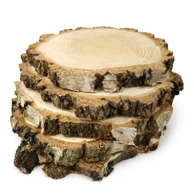 Produktbild von Holzscheibe 17–20 cm, Birke, geschliffen, mit dicker Rinde, 5er-Set