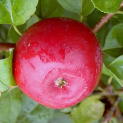 A close-up of a red apple on a branch with green leaves.