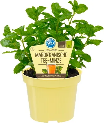 Image de Menthe à thé marocaine de qualité- Mentha spicata - Plante aromatique en pot de 12cm
