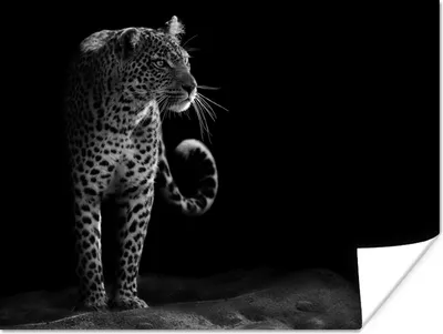 Produktbild von MuchoWow® Poster Wildtiere - Leopard - Natur - Schwarz - Weiß 120x90 cm - Wandbild