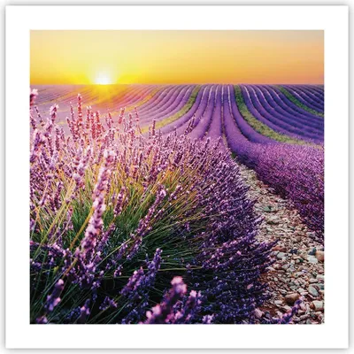 Produktbild von Poster - Poster ohne Rahmen - Feld Lavendel Sonne - 50x50 cm - Wand Bild - Wanddeko - Wandbilder - Kunstposter - Wandposter - Bilder - Kunstdruck - Wanddekoration - Wandbild - P2XAC50x50-4703