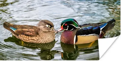 Produktbild von MuchoWow® Poster Ente - Vögel - Wasser - Federn - Tiere 40x20 cm - Poster für die Wand - Poster Schlafzimmer