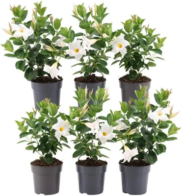 Produktbild von Set von 6 Mandevilla weiss Pflanzen - 6 x Dipladenia White in 12 cm Topf - Mediterrane Pflanzen - Schling & Kletterpflanzen
