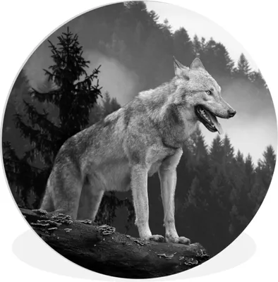 Produktbild von MuchoWow® Rundes Wandbild - Runde Bilder Wolf - Wald - Schwarz - Weiß Ø 60 cm Kreis Wanddekoration Kunststoff - Wandkreis - Wandschmuck - Wand Kreis - Das Schlafzimmer - Die Bilder - Wandmalerei - Kunst für das Haus - das Plastik