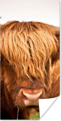 Produktbild von MuchoWow® Poster Schottische Highlander - Braun - Gras 60x120 cm - Wandschmuck