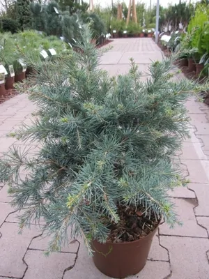 Produktbild von Cedrus deodara Blue Globe - Himalaya-Zeder Blue Globe - 30-40
