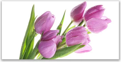 Produktbild von Tulup Leinwand-Bilder 140x70 Wandbild Canvas Kunstdruck Tulpen Pflanzen