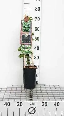 Produktbild von Trachelospermum jasminoides - Sternjasmin 50-60 cm | Topf