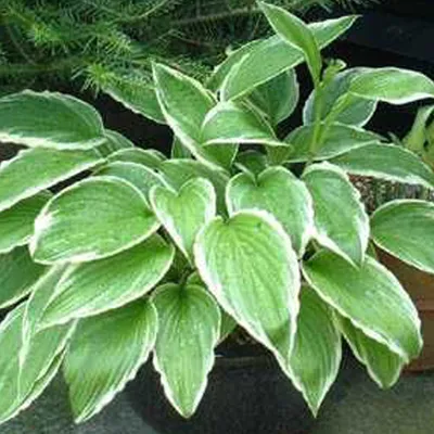 Produktbild von 6 x Riesen Weißrand Funkie - Hosta crispula  | Topf 9cm x 9cm