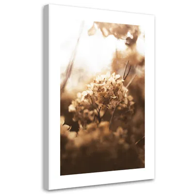 Produktbild von Leinwandbild Getrocknete Hortensie bei Sonnenuntergang 40x60 Feeby Beige bild für die wand bereit zum aufhängen
