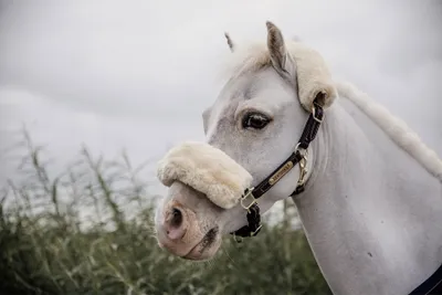 Produktbild von Kentucky Horsewear Lederhalfter Lammfell Braun Shetty