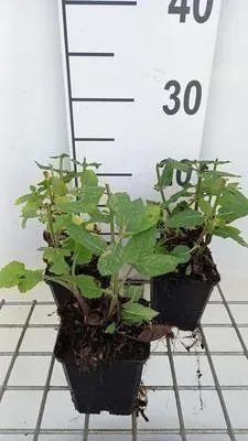 Zdjęcie produktu dla 6 x Salvia nem, 'Rose Marvel' - Mech gwiaździsty - doniczka 9 x 9 cm