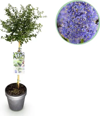 Immagine prodotto di Lillà californiano Ceanothus thyrsiflorus Repens Ø19cm Altezza90cm – Arbusto ornamentale sempreverde con fiori blu-lilla – Resistente al freddo per giardini, balconi e terrazze