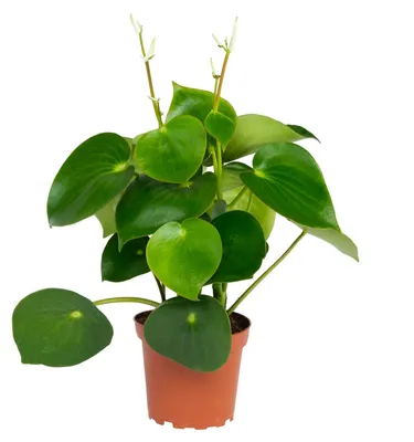Produktbild von Peperomia Zwergpfeffer "Raindrop" im 12cm Topf