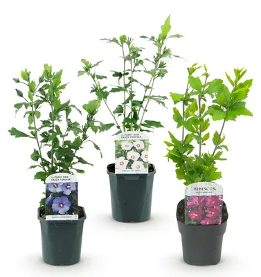 Produktbild von GreenboutiQ - Sträucher - Hibiscus syriacus Tricolour - Blüte Rosa, Weiß und Blau - 3 Pflanzen - Laubabwerfend - Wenig Pflegeaufwand - Topf 17cm Höhe 45cm