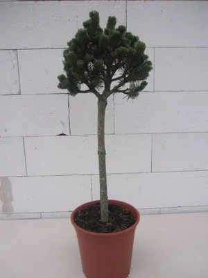 Produktbild von Pinus mugo Picobello - Zwergkiefer Picobello Stamm