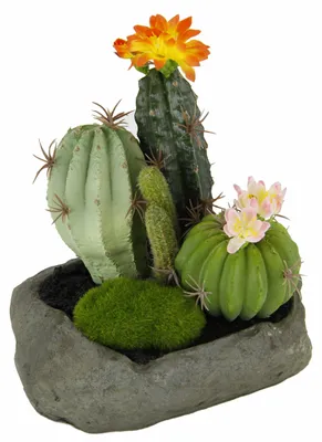 Image de Cactus décoratifs en pierre, 19 x 15 x 14 cm