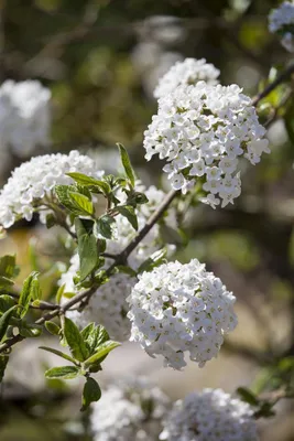 A close-up view of white flowers on a branch.