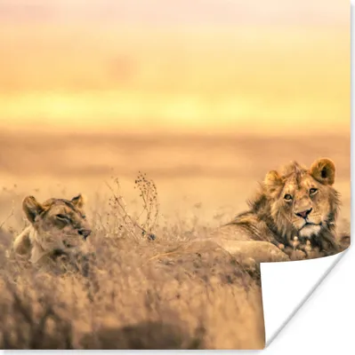 Produktbild von MuchoWow® Poster Löwen - Gras - Himmel 75x75 cm - Wand Dekoration