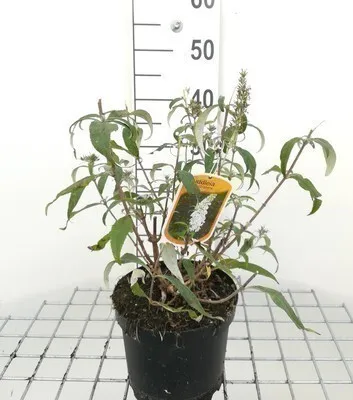 Zdjęcie produktu dla Buddleja hybr. 'Marbled White'® ('markeep'®) - Krzew motylkowy 40- 60 cm pojemnik