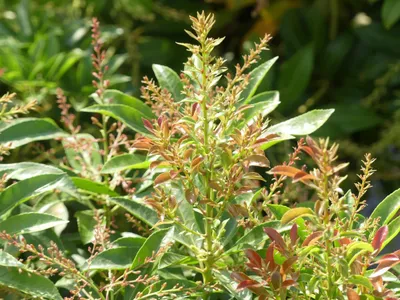 Produktbild von Pieris japonica White Cascade - Schattenglöckchen - 30-40cm