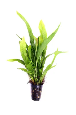 Produktbild von Microsorum pteropus Javafarn Aquariumpflanzen
