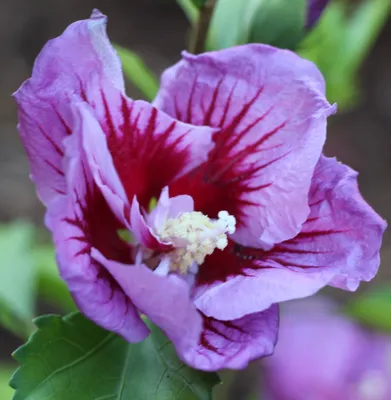 Produktbild von Garteneibisch Hibiscus Syriacus - Marina mit violett / blauer Blüte 80 - 100 cm