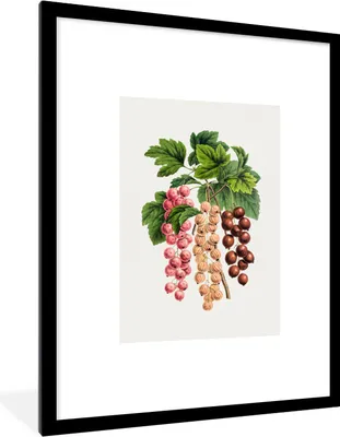 Produktbild von MuchoWow® Gerahmtes Poster Beeren - Jahrgang - Obst 60x80 cm - Poster mit Schwarzem Bilderrahmen Wandposter Rahmen Foto Bilder - Wohnzimmer - Dekorationen - Prämie