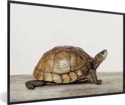 Produktbild von MuchoWow® Gerahmtes Poster Schildkröte - Junge - Tiere - Kinder - Mädchen 90x60 cm - Poster mit Schwarzem Bilderrahmen Wandposter Rahmen Foto Bilder - Fotorahmen - Foto-Plakat