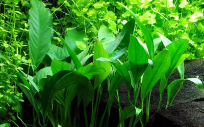 Produktbild von Aquarium Pflanze Anubias barteri angustifolia AquaOne Nr.301C Wasserpflanzen