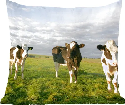Produktbild von MuchoWow® Zierkissen Sofakissen Wohnzimmer Dekokissen 60x60 cm Kuh - Sonne -Tier - Sitzfläche - Foto Polster