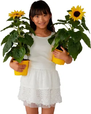 Produktbild von Boboli Chiffon Kurzes Kleid Weiß 10 Years Mädchen Weiß 10 Years