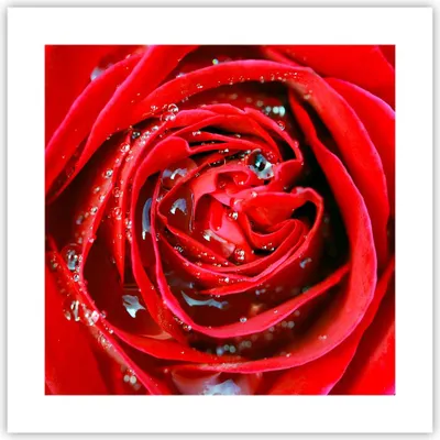 Produktbild von Poster - Poster ohne Rahmen - Rose Blume Blütenblätter Tau - 40x40 cm - Wand Bild - Wanddeko - Wandbilder - Kunstposter - Wandposter - Bilder - Kunstdruck - Wanddekoration - Wandbild - P2XAC40x40-1518