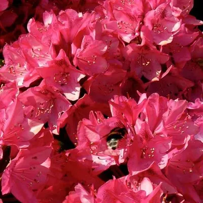 Produktbild von Rhododendron 'Nova Zembla' | 40-50 cm in Container
