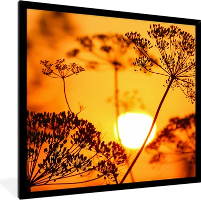 Produktbild von MuchoWow® Gerahmtes Poster Pflanzen - Blumen - Sonnenuntergang - Orange 40x40 cm - Poster mit Schwarzem Bilderrahmen Wandposter Rahmen Foto Bilder - Mit Rahmen - Wanddekoration Schlafzimmer