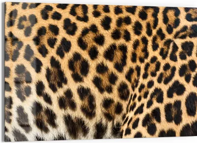 Produktbild von DEQORI Glasbild Echtglas 90x60 cm 'Muster der Wildnis' Wandbild Bild modern Deko