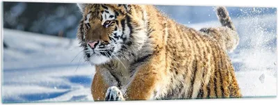 Produktbild von Bilder auf glas - tiger tier - 160x50cm - Glasbilder - Wandbilder - Bilder - Kunstdruck - zum Aufhängen bereit - Wanddekoration aus Glas - Glas Bilder - Wandbild auf Glas - Einteilig - GAB160x50-3928
