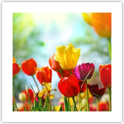 Produktbild von Poster - Poster ohne Rahmen - Tulpe Blume Plantage Wiese - 40x40 cm - Wand Bild - Wanddeko - Wandbilder - Kunstposter - Wandposter - Bilder - Kunstdruck - Wanddekoration - Wandbild - P2XAC40x40-2566