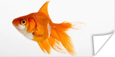 Produktbild von MuchoWow® Poster Goldfisch - Fisch - Weiß 40x20 cm - Poster für die Wand - Poster Schlafzimmer
