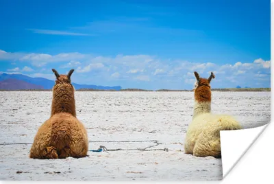 Produktbild von MuchoWow® Poster Lama - Tiere - Sand 120x80 cm - Bilder