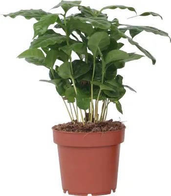 Image de Caféier - Coffea arabica - Hauteur 25-40cm - ⌀12cm