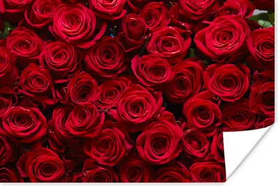 Produktbild von MuchoWow® Poster Rosen - Rosenblütenblätter - Rot 60x40 cm - Schlafzimmerdekoration