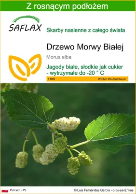 Zdjęcie produktu dla SAFLAX - Drzewo Morwy Białej - 200 Nasiona - Z podłożem uprawowym wolnym od zarazków - Morus alba