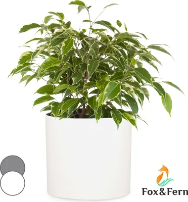 Image de Fox & Fern Pot de Fleur Interieur et Extérieur, Jardinieres Exterieur, Pot Plante Résistant UV et Gel avec Bouchon de Drainage, Fiberstone, Jardiniere, Pot de Fleur Exterieur Grande Taille, Pot Unique