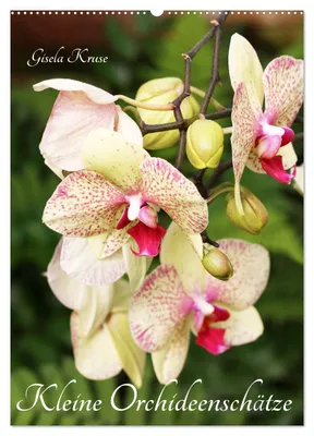 Produktbild von Kleine Orchideenschätze (Wandkalender 2027 DIN A2 hoch), CALVENDO Monatskalender