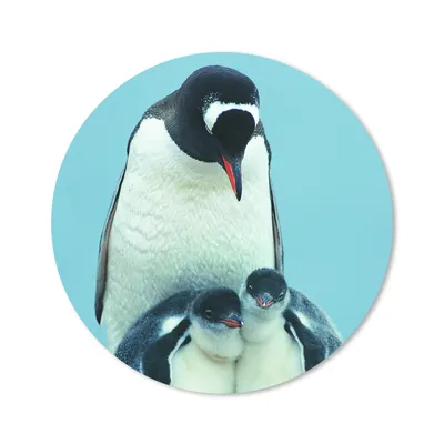 Produktbild von MuchoWow® Mauspad Mousepad Tiere - Pinguine - Küken 50x50 cm - Mousepads - Maus Mat - Pad - Mausunterlage - Vinyl