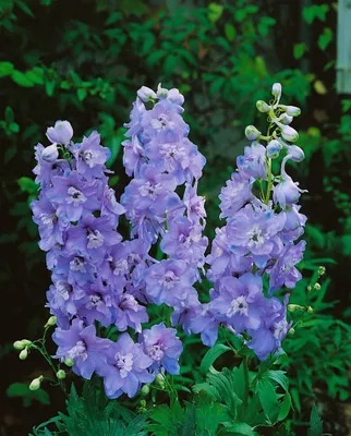 Produktbild von Delphinium Pacific 'Guinevere', Rittersporn, rosa, ca. 11x11 cm Topf