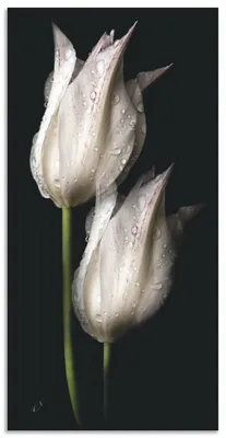 Produktbild von ARTland Wandbild Alu für Innen & Outdoor Weiße Tulpen in der Nacht Größe: 30x60 cm